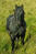 B004940croofm